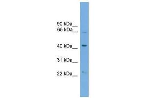 PODXL2 antibody used at 0.