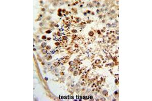 Formalin-fixed and paraffin-embedded human testis tissue reacted with COX6A1 Antibody (Center), which was peroxidase-conjugated to the secondary antibody, followed by DAB staining. (Complex IV Subunit VIaL (AA 57-86), (Middle Region) 抗体)