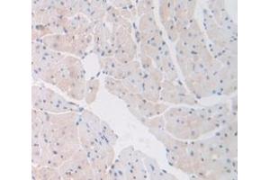 IHC-P analysis of Mouse Tissue, with DAB staining. (COL6A1 抗体  (AA 816-1002))