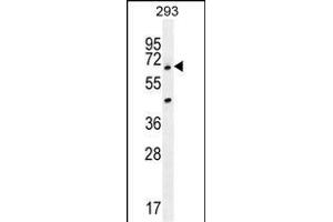 ANKRD34B Antibody (C-term) (ABIN655456 and ABIN2844983) western blot analysis in 293 cell line lysates (35 μg/lane). (ANKRD34B 抗体  (C-Term))