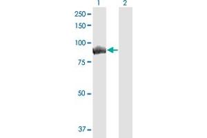 Western Blot analysis of MALT1 expression in transfected 293T cell line by MALT1 monoclonal antibody (M01), clone 1E12. (MALT1 抗体  (AA 1-813))