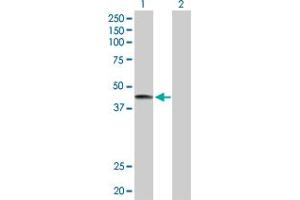 Western Blot analysis of LRG1 expression in transfected 293T cell line by LRG1 MaxPab polyclonal antibody.