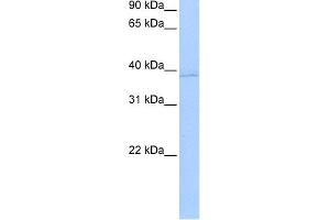 WB Suggested Anti-ANXA8L2 Antibody Titration:  0. (ANXA8L2 抗体  (N-Term))