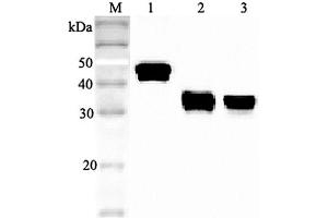 Western blot analysis using anti-Clusterin (human), pAb  at 1:2'000 dilution. (Clusterin 抗体)