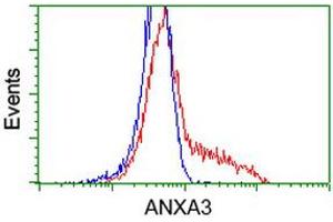 HEK293T cells transfected with either RC201540 overexpress plasmid (Red) or empty vector control plasmid (Blue) were immunostained by anti-ANXA3 antibody (ABIN2454001), and then analyzed by flow cytometry. (Annexin A3 抗体)