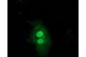 Image no. 3 for anti-Ubiquitin-Like 4A (UBL4A) antibody (ABIN1501648) (UBL4A 抗体)