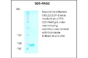 SDS-PAGE (SDS) image for Stromal Cell Derived Factor 1 beta (SDF1b) (Active) protein (ABIN5509469) (SDF1 beta 蛋白)