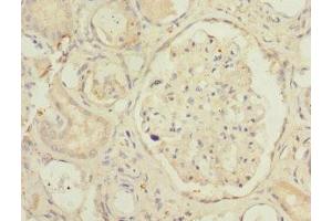 Immunohistochemistry of paraffin-embedded human kidney tissue using ABIN7169860 at dilution of 1:100