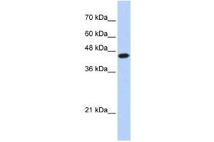Western Blotting (WB) image for anti-E2F Transcription Factor 1 (E2F1) antibody (ABIN2460125) (E2F1 抗体)