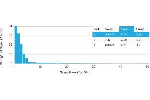 Analysis of Protein Array containing more than 19,000 full-length human proteins using Aldo-keto Reductase Family 1 Member C2 / DD2 Mouse Monoclonal Antibody (CPTC- AKR1C2-1). (AKR1C2 抗体)