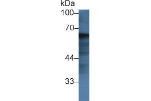 Detection of FGA in Bovine Lung lysate using Polyclonal Antibody to Fibrinogen Alpha Chain (FGA) (FGA 抗体  (AA 39-615))