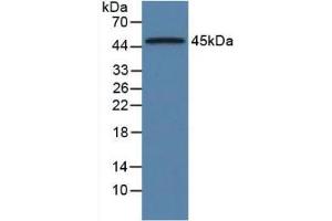 Western blot analysis of Rat Pancreas Tissue. (ORM1 抗体  (AA 19-186))