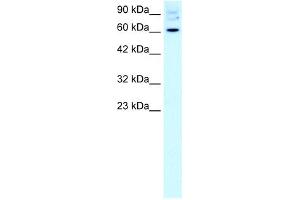 WB Suggested Anti-FOXJ2 Antibody Titration:  2. (Forkhead Box J2 抗体  (Middle Region))