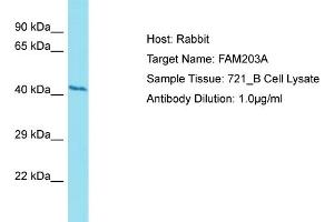 Host: Rabbit Target Name: FAM203A Sample Type: 721_B Whole Cell lysates Antibody Dilution: 1. (FAM203B 抗体  (C-Term))