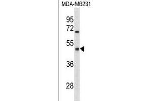 OR1Q1 Antibody (C-term) (ABIN1536936 and ABIN2838211) western blot analysis in MDA-M cell line lysates (35 μg/lane). (OR1Q1 抗体  (C-Term))