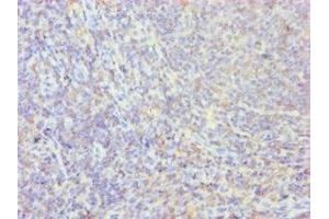 Immunohistochemistry of paraffin-embedded human tonsil tissue using ABIN7162798 at dilution of 1:100 (PPIB 抗体  (AA 34-216))