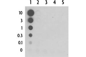 Dot blot of 5-Carboxylcytosine pAb. (5-Carboxylcytosine 抗体)