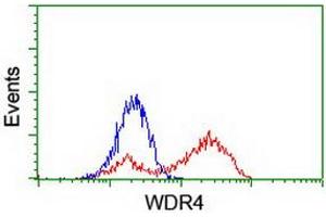 HEK293T cells transfected with either RC217569 overexpress plasmid (Red) or empty vector control plasmid (Blue) were immunostained by anti-WDR4 antibody (ABIN2455211), and then analyzed by flow cytometry. (WDR4 抗体)