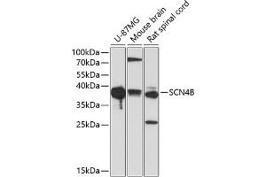 SCN4B 抗体