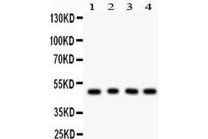 Anti- CTBP1 Picoband antibody, Western blotting All lanes: Anti CTBP1  at 0. (CTBP1 抗体  (C-Term))