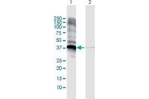 Western Blot analysis of JTV1 expression in transfected 293T cell line by JTV1 MaxPab polyclonal antibody. (AIMP2 抗体  (AA 1-320))
