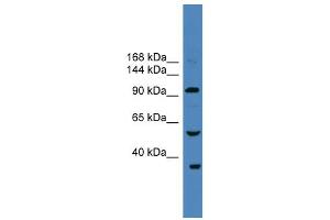 WB Suggested Anti-USP29 Antibody Titration: 0. (USP29 抗体  (N-Term))