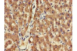 Immunohistochemistry of paraffin-embedded human liver tissue using ABIN7159597 at dilution of 1:100 (MSRB1 抗体  (AA 1-116))