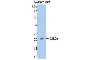Western Blotting (WB) image for anti-Membrane Metallo-Endopeptidase (MME) (AA 382-538) antibody (ABIN1175016) (MME 抗体  (AA 382-538))