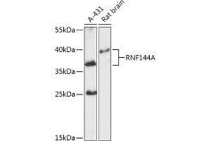 Western blot analysis of extracts of various cell lines, using RNF144A antibody (ABIN7270061) at 1:1000 dilution. (RNF144A 抗体  (AA 52-179))