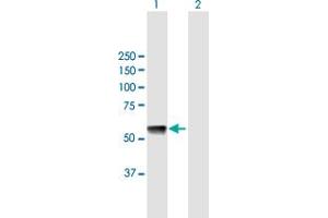 Western Blot analysis of GTPBP3 expression in transfected 293T cell line by GTPBP3 MaxPab polyclonal antibody.