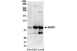anti-Splicing Factor 4 (SF4) (AA 595-645) antibody