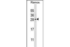 RAB21 Antibody (C-term) (ABIN657300 and ABIN2846383) western blot analysis in Ramos cell line lysates (35 μg/lane). (RAB21 抗体  (C-Term))