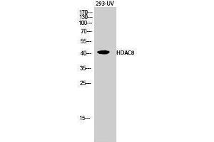 Western Blotting (WB) image for anti-Histone Deacetylase 8 (HDAC8) (Tyr753) antibody (ABIN3184991) (HDAC8 抗体  (Tyr753))