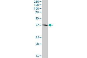 BCAT2 MaxPab polyclonal antibody. (BCAT2 抗体  (AA 1-392))