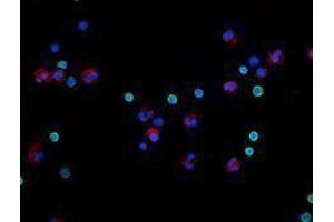 Immunofluorescence (IF) image for anti-CD3 (CD3) antibody (Alexa Fluor 488) (ABIN2657384) (CD3 抗体  (Alexa Fluor 488))