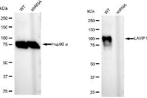Western blotting analysis using LAMP1 antibody (ABIN7799307).