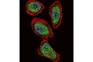 Fluorescent confocal image of  cell stained with IPF Antibody (C-term) (ABIN392141 and ABIN2841873). (PDX1 抗体  (C-Term))