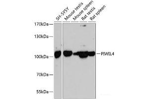 Western blot analysis of extracts of various cell lines using PIWIL4 Polyclonal Antibody at dilution of 1:3000. (PIWIL4 抗体)