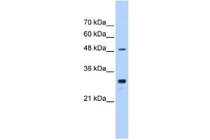CYP2C9 antibody used at 0. (CYP2C9 抗体  (C-Term))