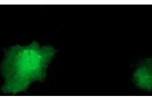 Anti-IL1F6 mouse monoclonal antibody (ABIN2453182) immunofluorescent staining of COS7 cells transiently transfected by pCMV6-ENTRY IL1F6 (RC219328). (IL36A/IL1F6 抗体)