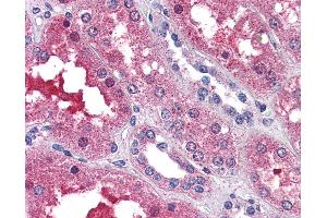 Anti-EDG3 / S1P3 antibody IHC of human kidney. (S1PR3 抗体  (N-Term))