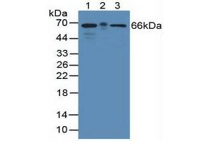 Figure. (KHDRBS1 抗体  (AA 156-381))