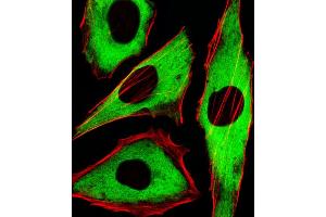 Fluorescent image of Hela cells stained with XAF1 GDH Antibody (ABIN1539789 and ABIN2838005). (GAPDH 抗体)