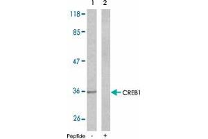 Western blot analysis of the extracts from NIH/3T3 cells , using CREB1 polyclonal antibody  . (CREB1 抗体  (Ser129))