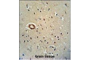 CWC22 antibody (N-term) (ABIN654743 and ABIN2844428) immunohistochemistry analysis in formalin fixed and paraffin embedded human brain tissue followed by peroxidase conjugation of the secondary antibody and DAB staining. (CWC22 抗体  (N-Term))