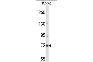 Western blot analysis in K562 cell line lysates (35ug/lane). (ZNF132 抗体  (N-Term))