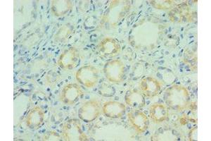 Immunohistochemistry of paraffin-embedded human kidney tissue using ABIN7144316 at dilution of 1:100 (AGR2 抗体  (AA 21-175))