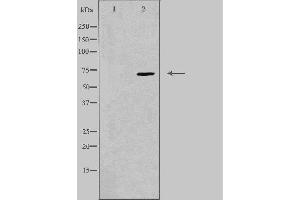 Western blot analysis of extracts from K562 cells, using P2R3B antibody. (PPP2R3B 抗体  (Internal Region))