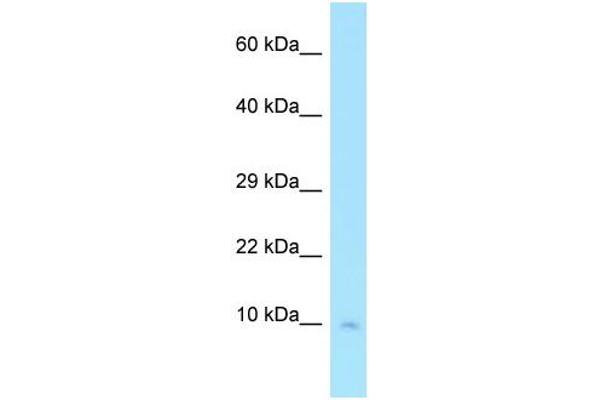 COX7C 抗体  (N-Term)