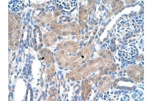 SLA/LP antibody was used for immunohistochemistry at a concentration of 4-8 ug/ml to stain Epithelial cells of renal tubule (arrows) in Human Kidney. (SEPSECS 抗体  (N-Term))